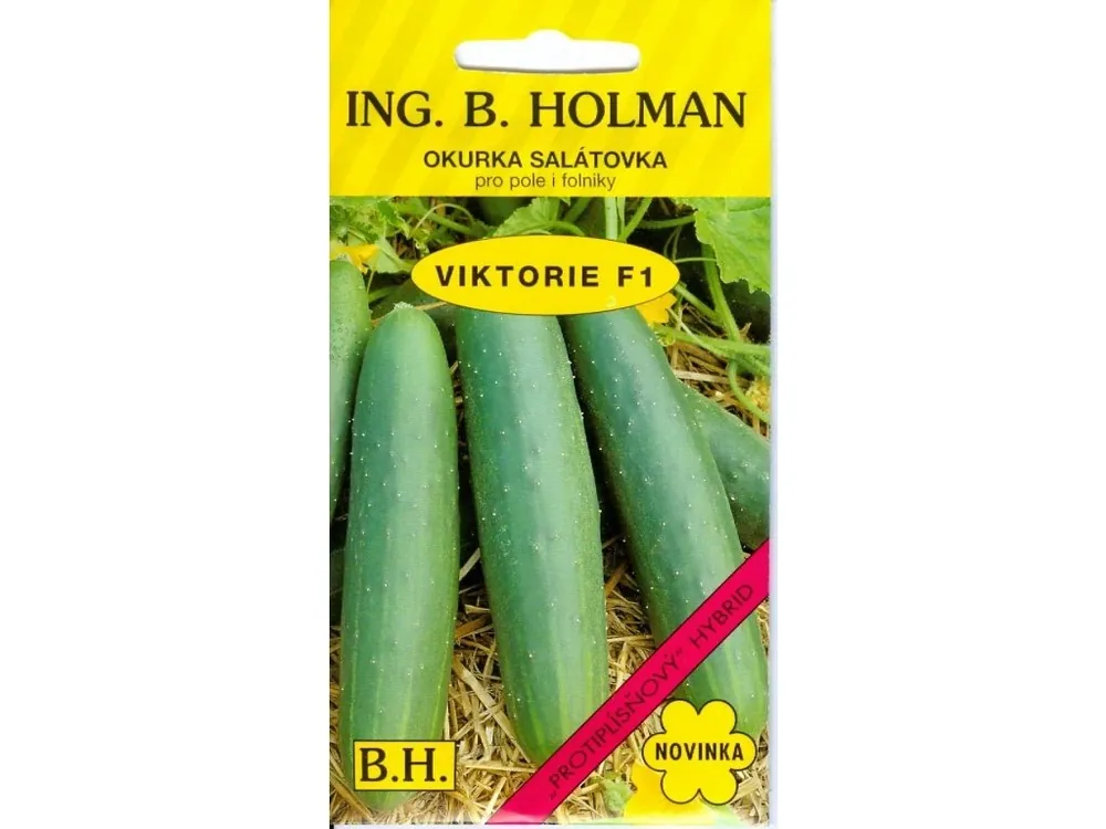 Okurka salátová HOLMAN - Viktorie F1 1,5g Akce
