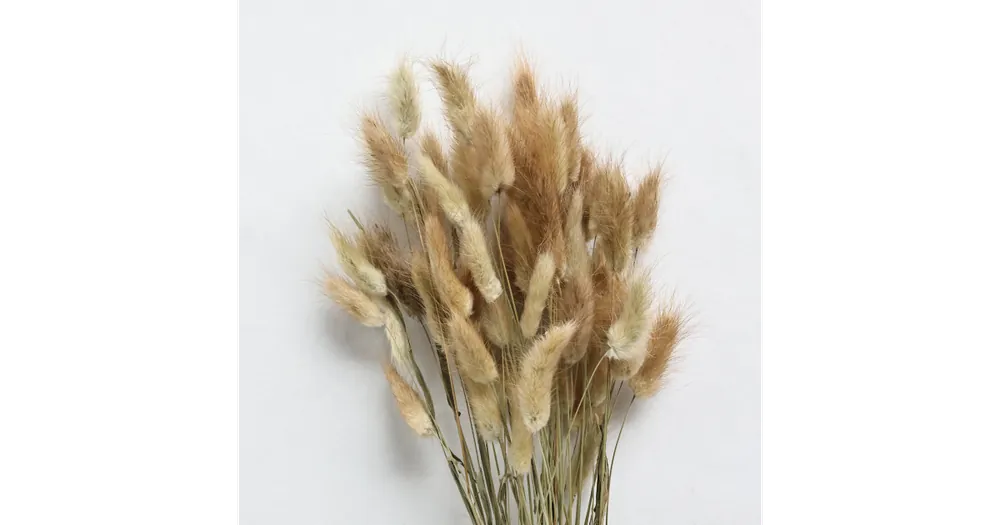 Sušené květiny Lagurus Natural Nejlepší Volba